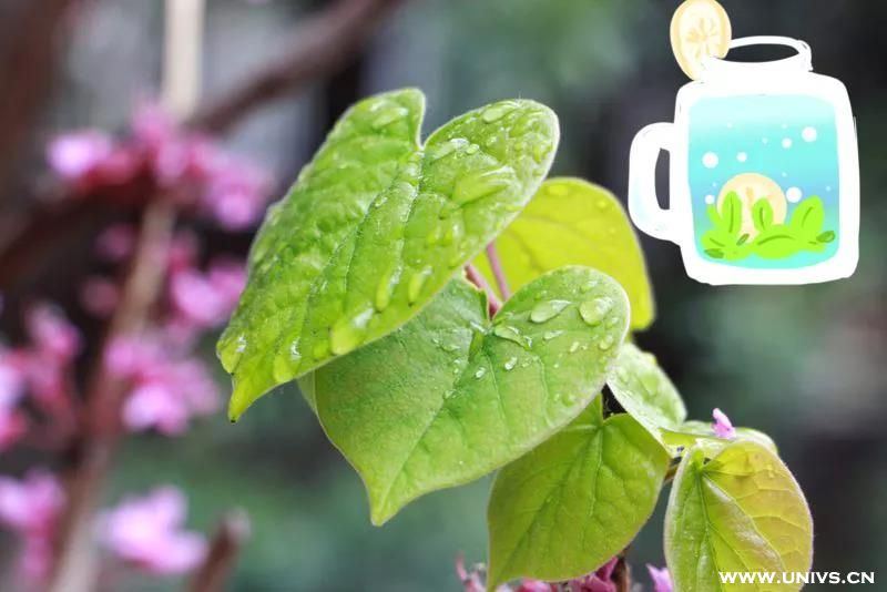 薄荷苏打水
一年之计在于春，一日之计在于晨
春日的阳光慵懒温和
今天，你春困了吗?
不如畅饮一杯清爽的薄荷苏打水
散尽满身的浮躁与困倦
回归青春的热情与活力
把努力和辛勤留在春天
奔跑吧!线条们!