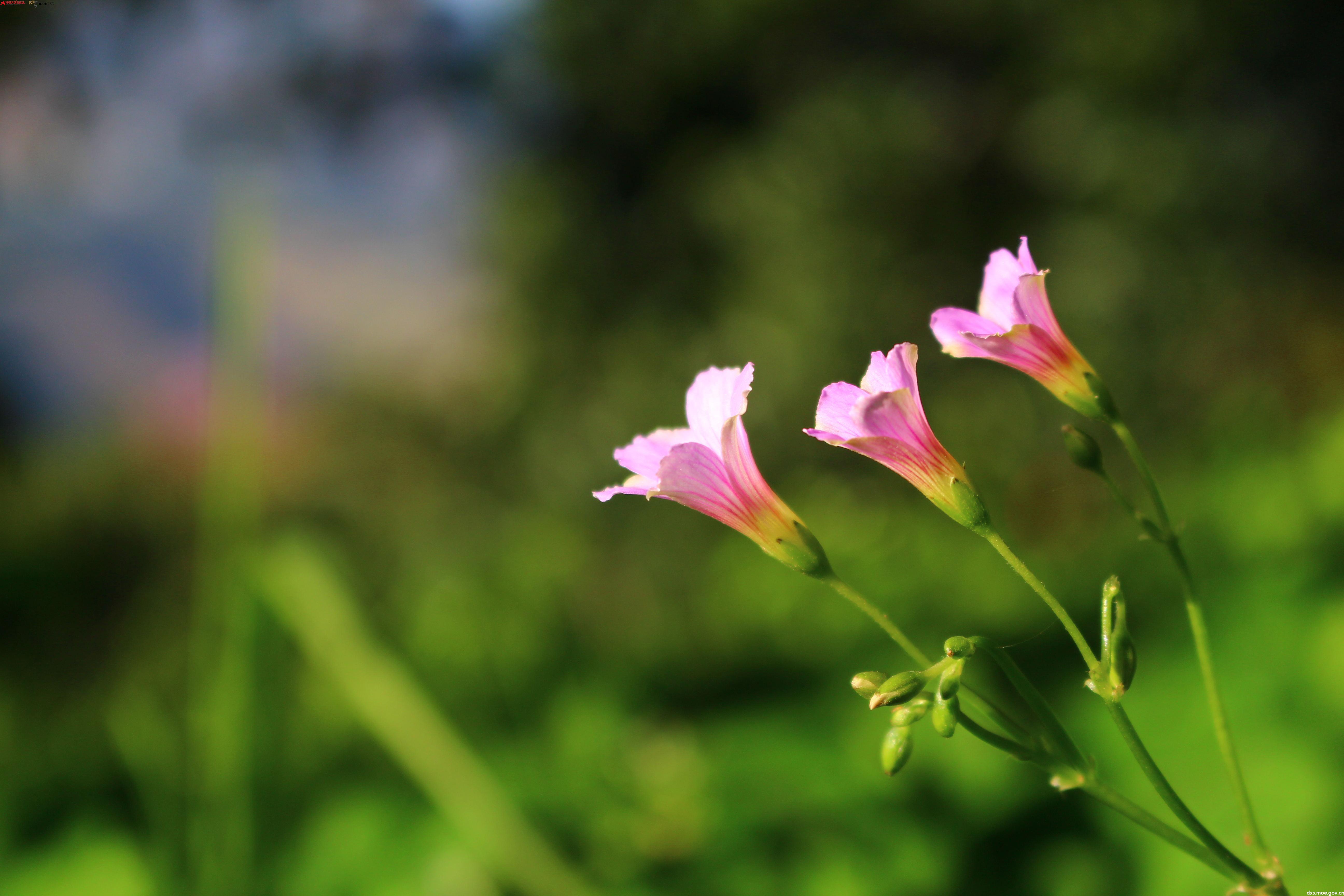 春意正浓,繁花堤上,共赏春光