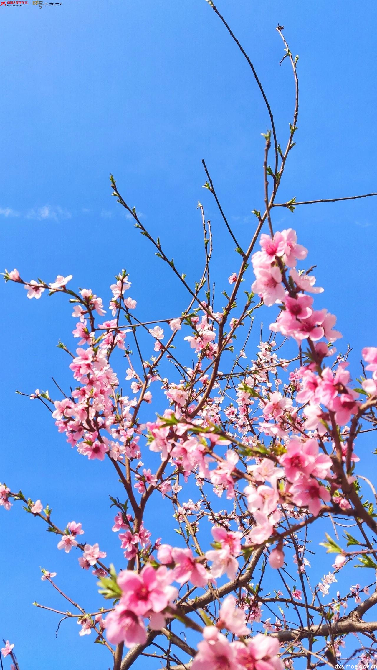 春日悠长,带你赏景!