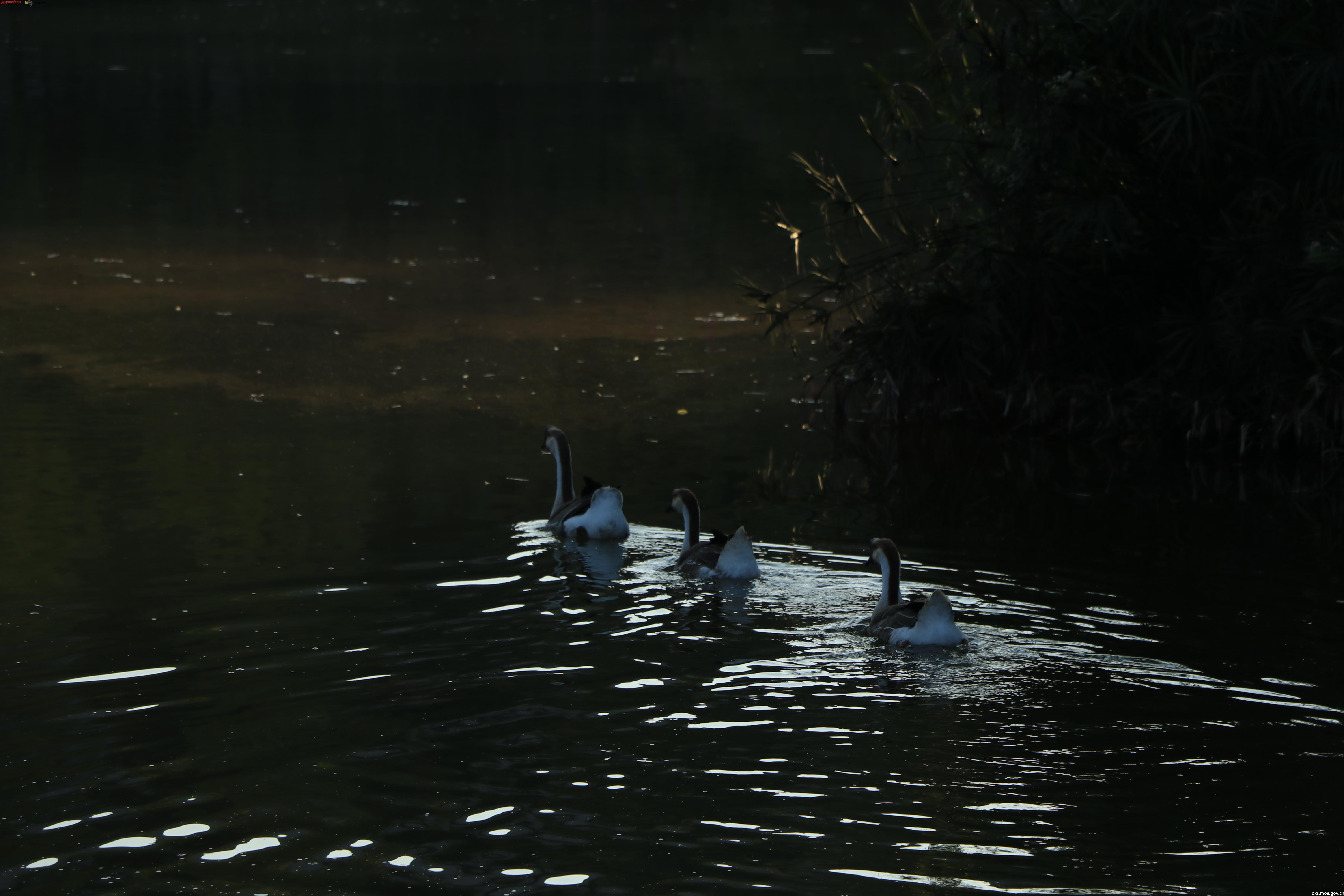 鹅向着阳光在水中嬉戏 李美灵摄