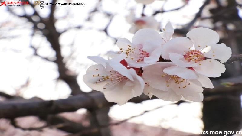 潍院一切“春色”便是立春之后的一树一树的花开。