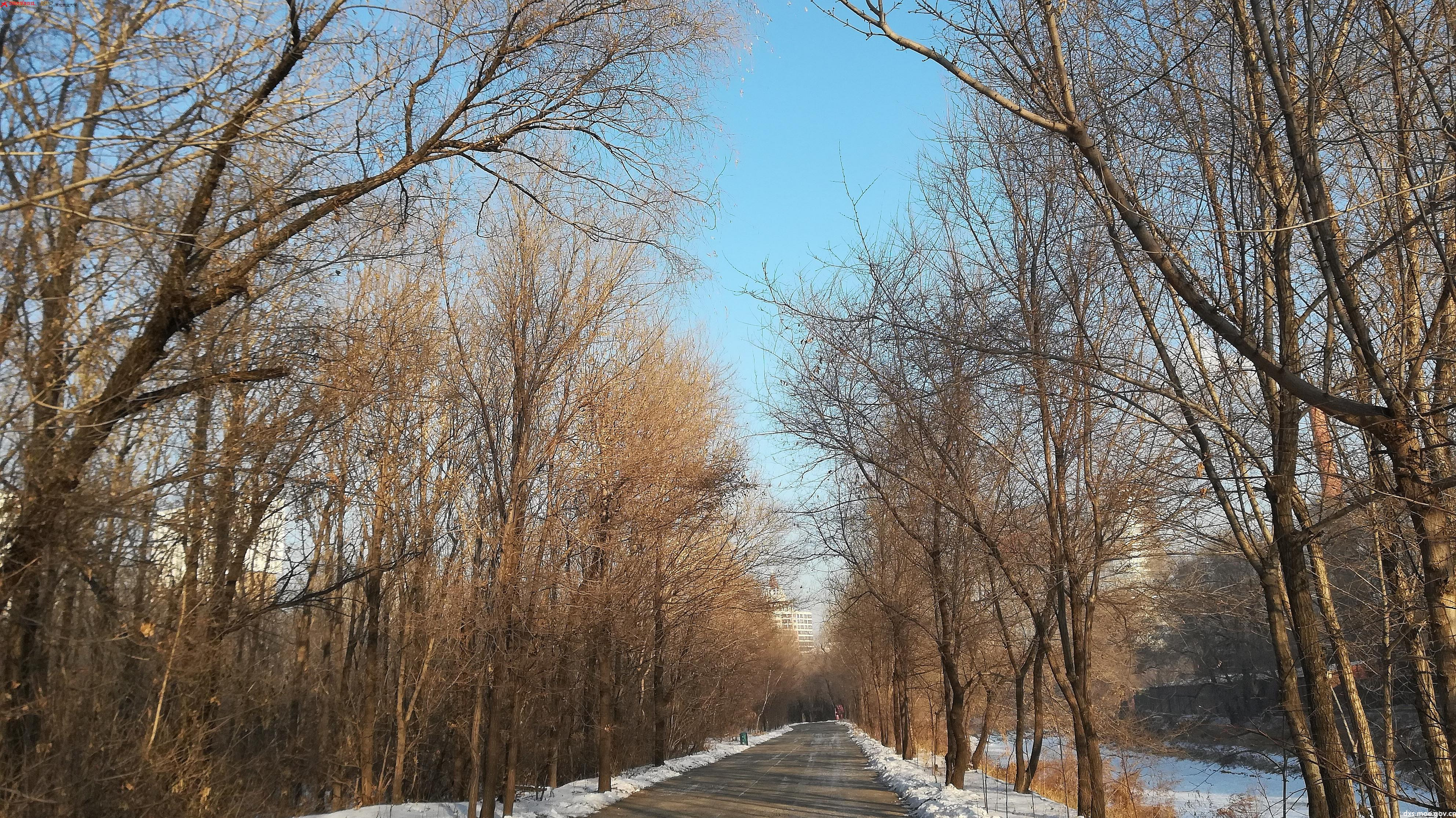 林中百味|佳木之踏雪辭舊年 - 東北林業大學 - 中國大學生在線