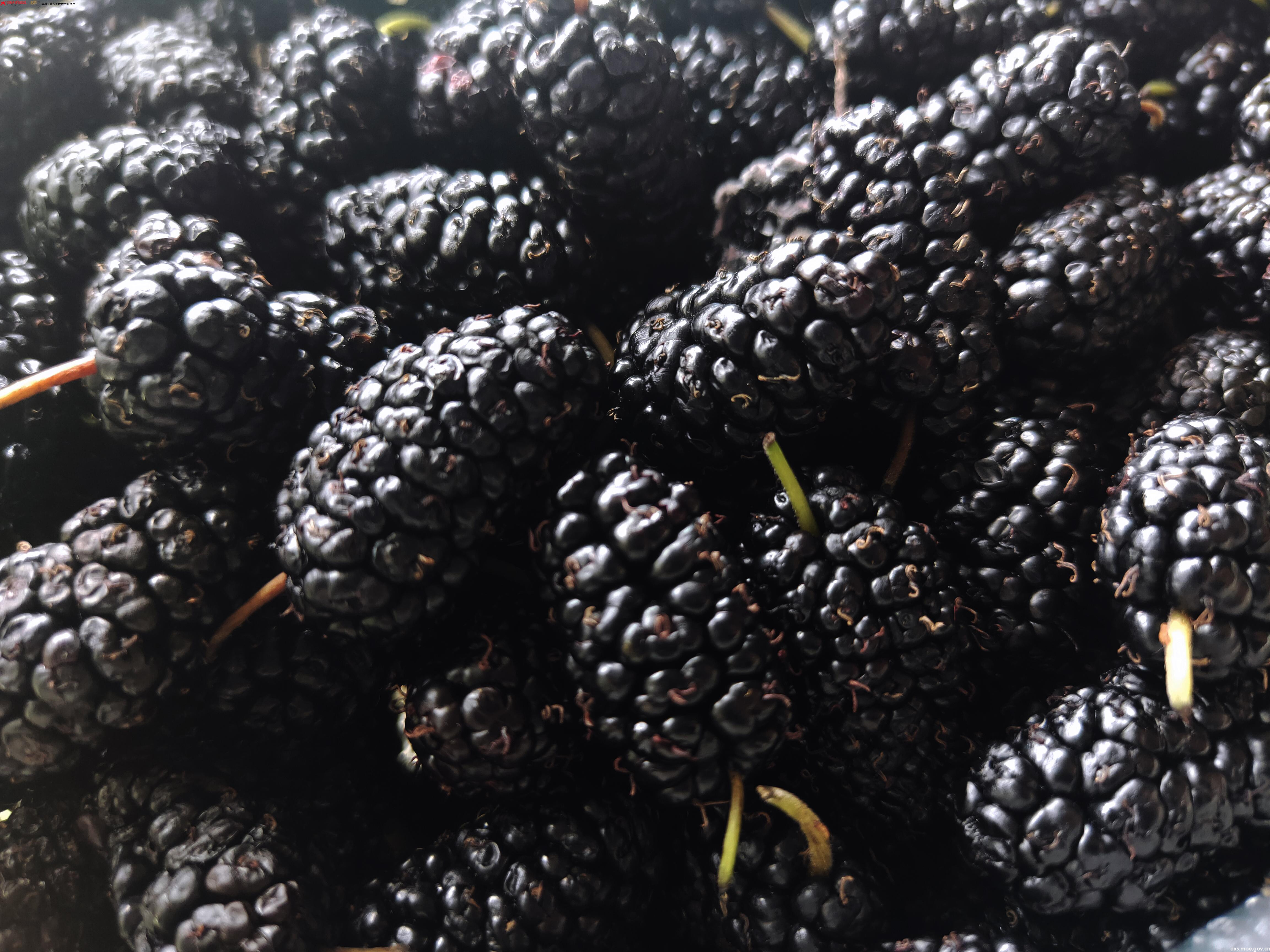 缤纷水果畅享多重滋味