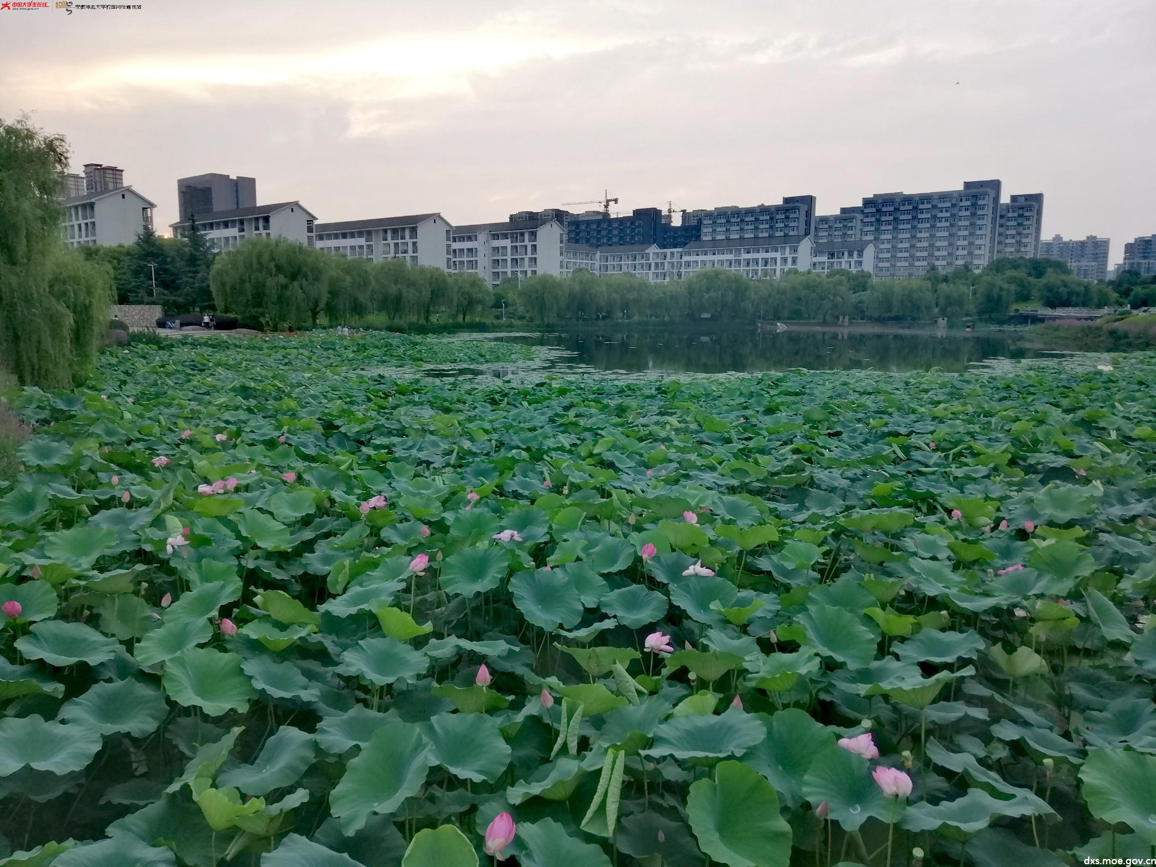 文津物语|三候愿景,花津小暑仍宜人 安徽师范大学校园网络通讯站