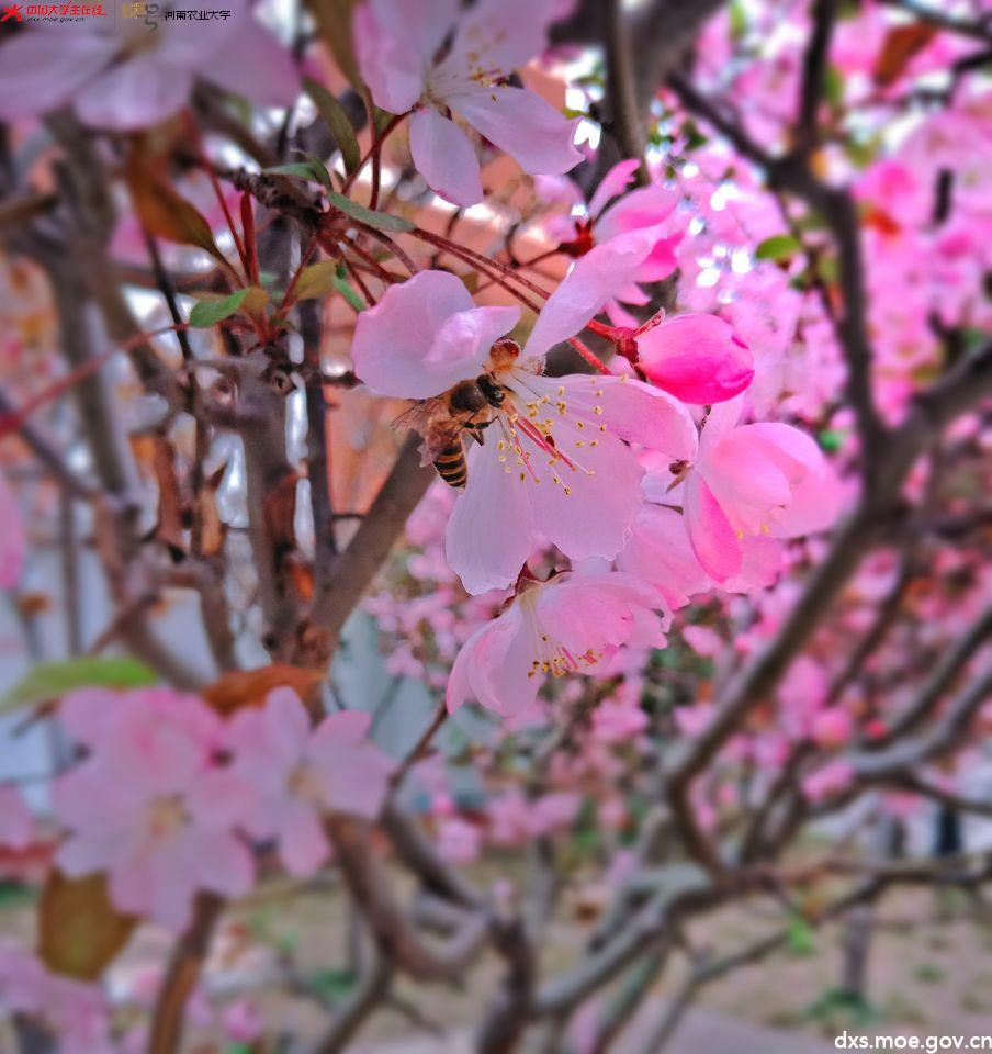 农大樱花开了,春天来了! - 河南农业大学 - 中国大学生在线
