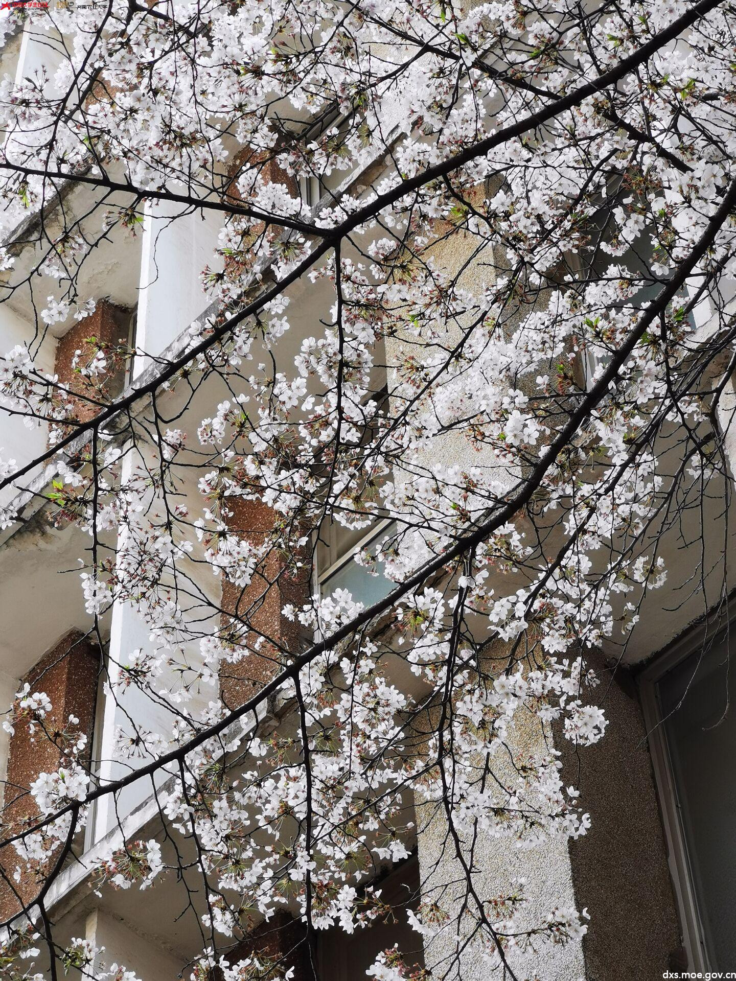 农大樱花开了,春天来了! - 河南农业大学 - 中国大学生在线