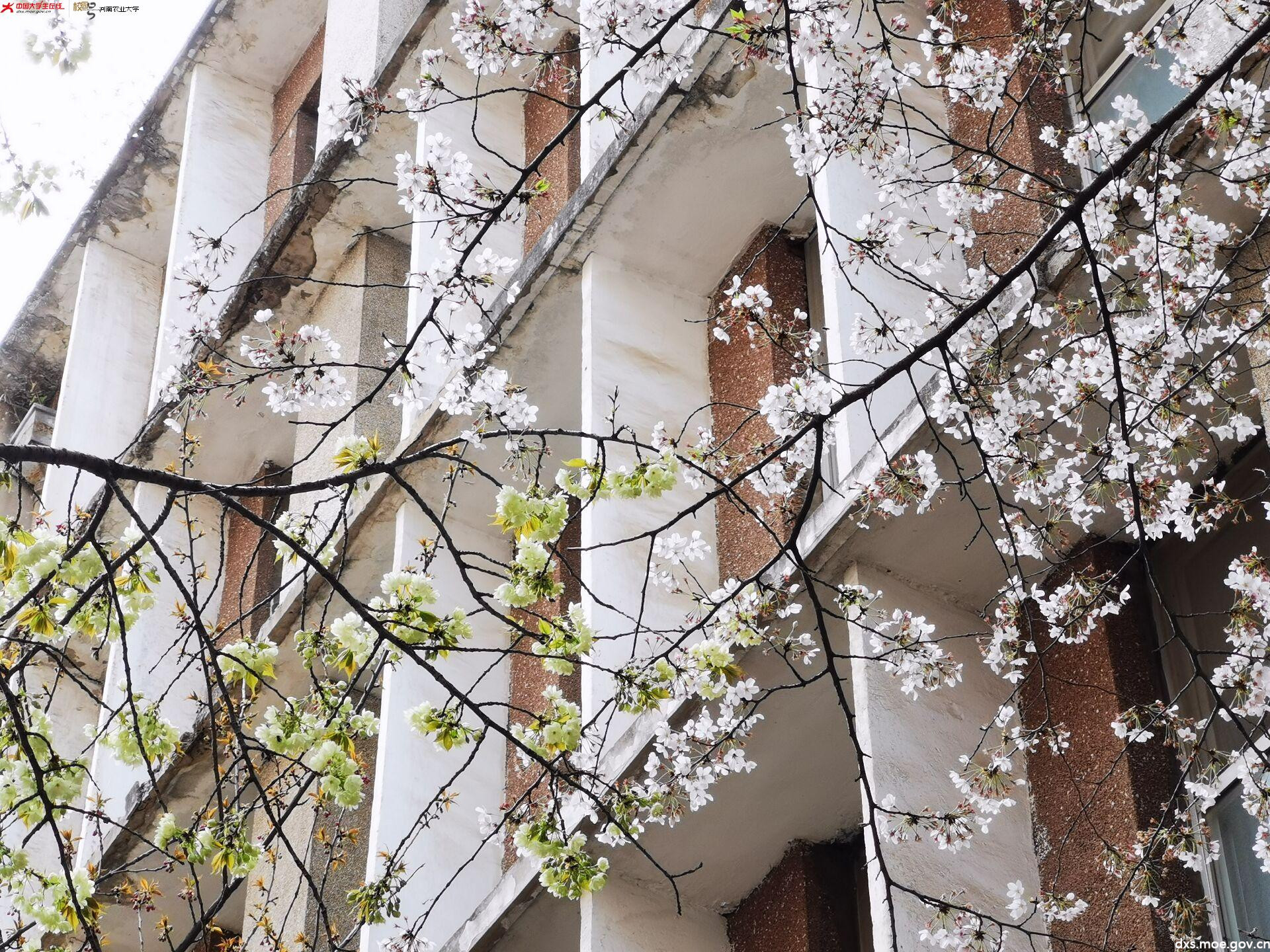 农大樱花开了,春天来了! - 河南农业大学 - 中国大学生在线