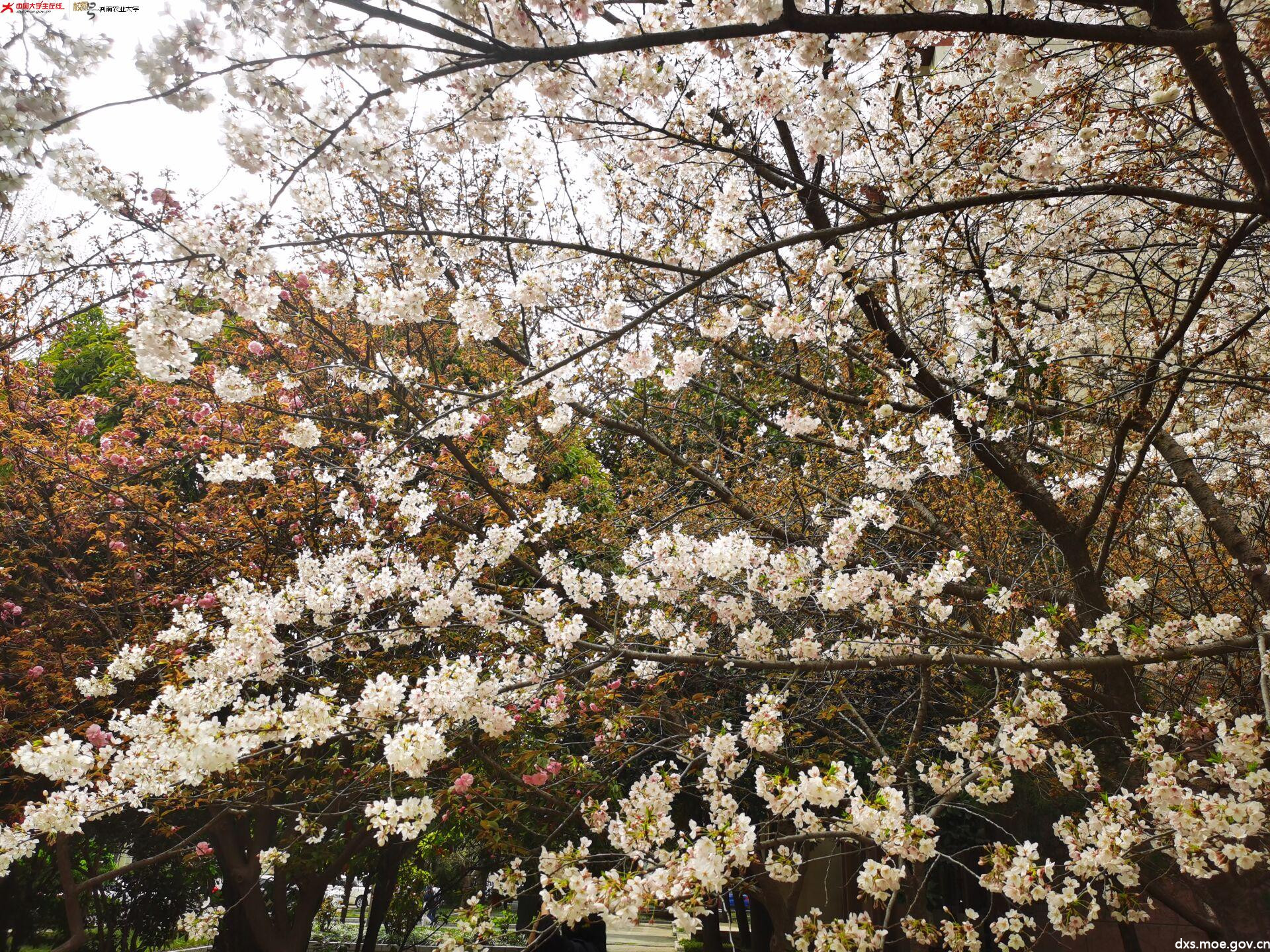 农大樱花开了春天来了